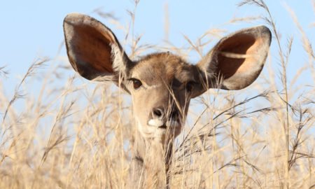 antelope with very large ears on alert