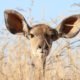 antelope with very large ears on alert