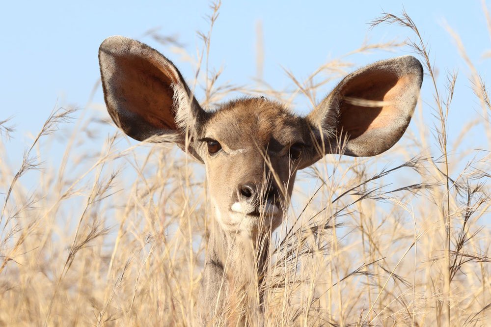 antelope with very large ears on alert